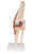 3B Scientific Deluxe Functional Knee Joint Model