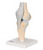 3B Scientific Sectional Knee Joint Model, 3 part