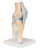 3B Scientific Sectional Knee Joint Model, 3 part