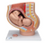 3B Scientific Pregnancy Pelvis, 3 part, Anatomical Model