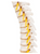 3B Scientific Thoracic Spinal Column, Anatomical Model