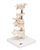 3B Scientific 6 Mounted Vertebrae, Anatomical Model