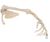 3B Scientific Anatomical Model of Arm Skeleton with Scapula and Clavicle Wire Mounting
