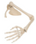 3B Scientific Anatomical Model of Arm Skeleton with Scapula and Clavicle Wire Mounting