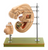 Somso Model of a human embryo (length 6.8 mm)