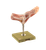 Somso Normal Foot Model