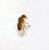 Drosophila