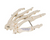 3B Scientific Human Hand Skeleton Model, Wire Mounted