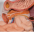 3B Scienctific Human Digestive System Model, 2 part