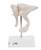 3B Scientific Human Ossicle Model, 20-times Magnified
