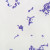 Gram-Positive Coccus Slide, w.m., Gram Stain