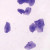 Oral Smear, w.m. Microscope Slide