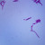 Lactobacillus acidophilus, w.m. Microscope Slide