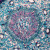 Pine Meristematic Stem, c.s., 12 µm Microscope Slide