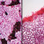 Typical Animal and Plant Cells, sec., Individual Microscope Slide