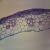 Sclerenchyma Tissue, c.s., 12 µm Microscope Slide