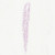 Grantia, Near median l.s. Microscope Slide