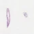 Grantia, c.s. and l.s. Microscope Slide