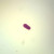 Aurelia planula, w.m. Microscope Slide