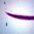 Schistosoma japonicum Female, w.m. Microscope Slide