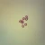 Echinococcus granulosus Eggs, w.m. Microscope Slide