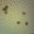 Ascaris lumbricoides Eggs, w.m. Microscope Slide