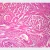 Human Helminth Eggs, w.m. Microscope Slide