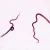 Trichinella spiralis Female, w.m. Microscope Slide