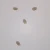 Trichuris trichiura Eggs, w.m. Microscope Slide