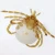 Amblyomma americanum (Lone Star Tick), w.m. Microscope Slide