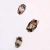Dust Mites, w.m., Individual Microscope Slide