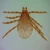 Rhipicephalus sanguineus, w.m. Microscope Slide
