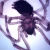 Spider, w.m., Microscope Slide