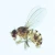 Insect Spiracle, w.m. Microscope Slide