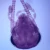 Cockroach Head, w.m. Microscope Slide