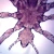 Pediculus Humanus, w.m., Microscope Slide