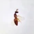 WOWBug, w.m. Microscope Slide