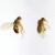 Drosophila Male and Female, w.m. Microscope Slides
