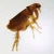 Ctenocephalides, w.m. Microscope Slide