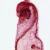 Ecteinascidia, w.m. Microscope Slide
