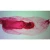 Ecteinascidia, w.m. Microscope Slide