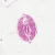 Amphioxus Composite, c.s. 7 µm, H&E Microscope Slide