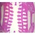 Ammocoetes Composite, c.s. 7 µm, H&E Microscope Slide