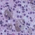 Amphiuma Liver, sec. 7 µm H&E Microscope Slide