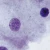 Squamous Epithelium - Male, smear Microscope Slide