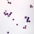 Sea Urchin Development, w.m. Microscope Slide