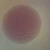 Starfish Unfertilized, w.m Microscope Slide