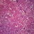 Mammal Simple Cuboidal Epithelium, sec. 7 µm H&E Microscope Slide