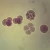 Starfish Early and Late Cleavage, w.m. Microscope Slide