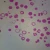 Starfish Development, sec. 7 µm H&E Microscope Slide